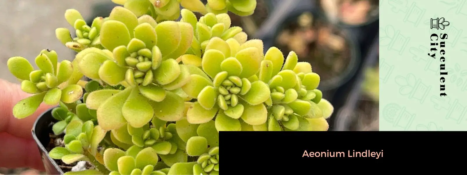 Aeonium Lindleyi Aeonium Lindleyi