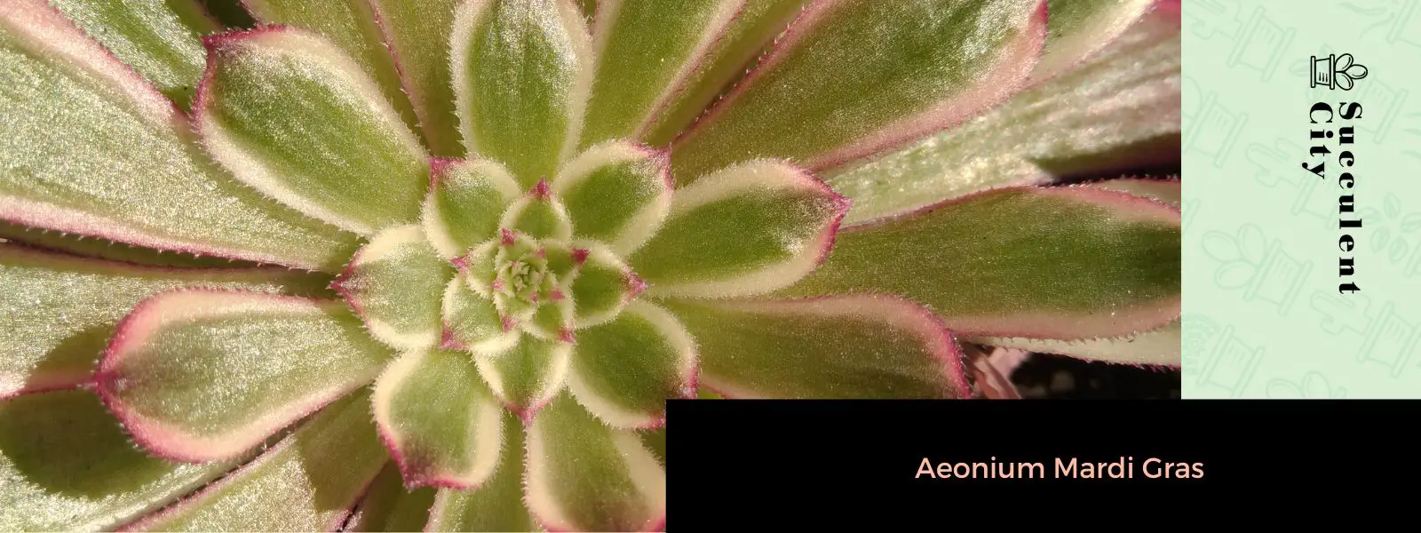 Aeonium 'Mardi Gras' Aeonium 'Mardi Gras'