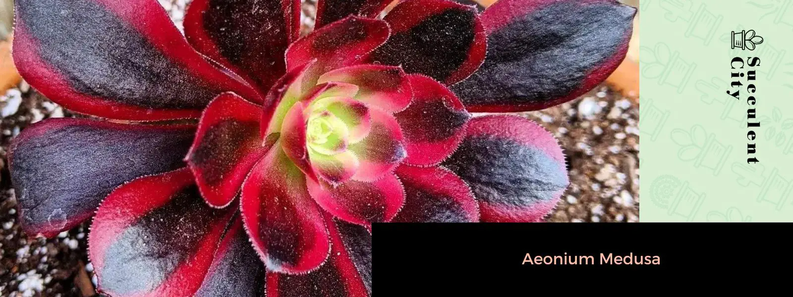 Aeonium Medusa