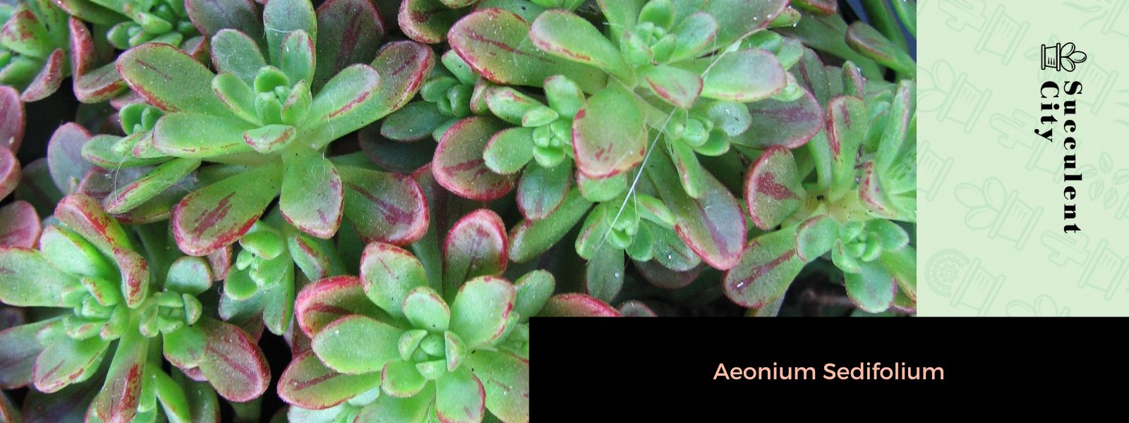 Aeonium Sedifolium