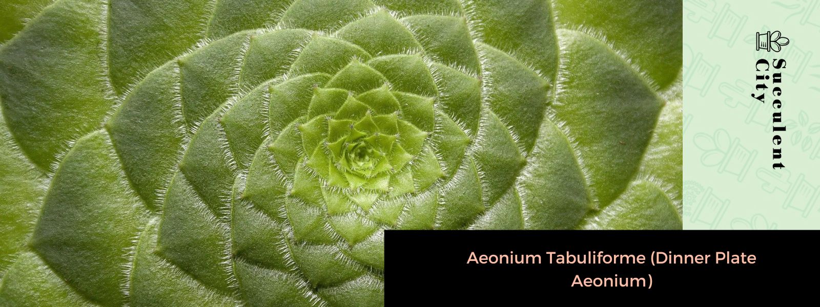 Aeonium tabuliforme (aeonium plato llano)