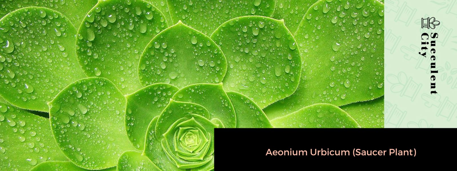 Aeonium Urbicum (La planta del platillo)