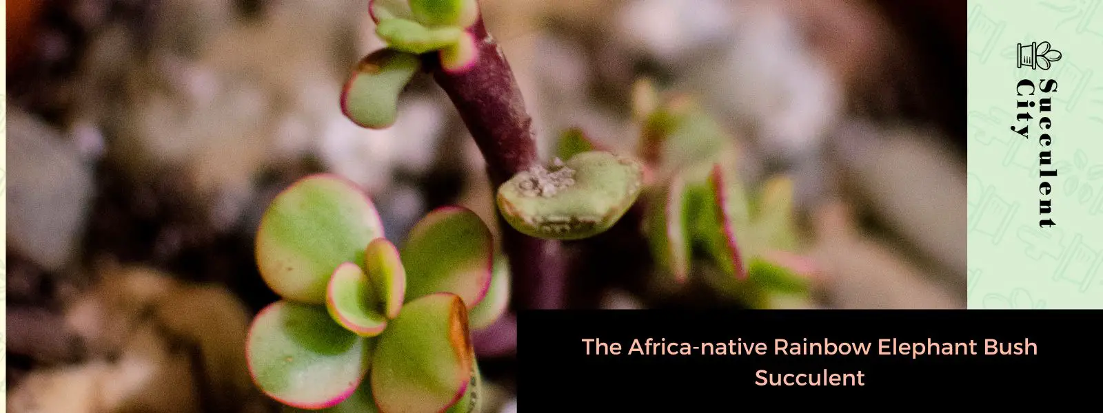 La suculenta arbusto de elefante arcoíris, originaria de África La suculenta arbusto de elefante arcoíris, originaria de África
