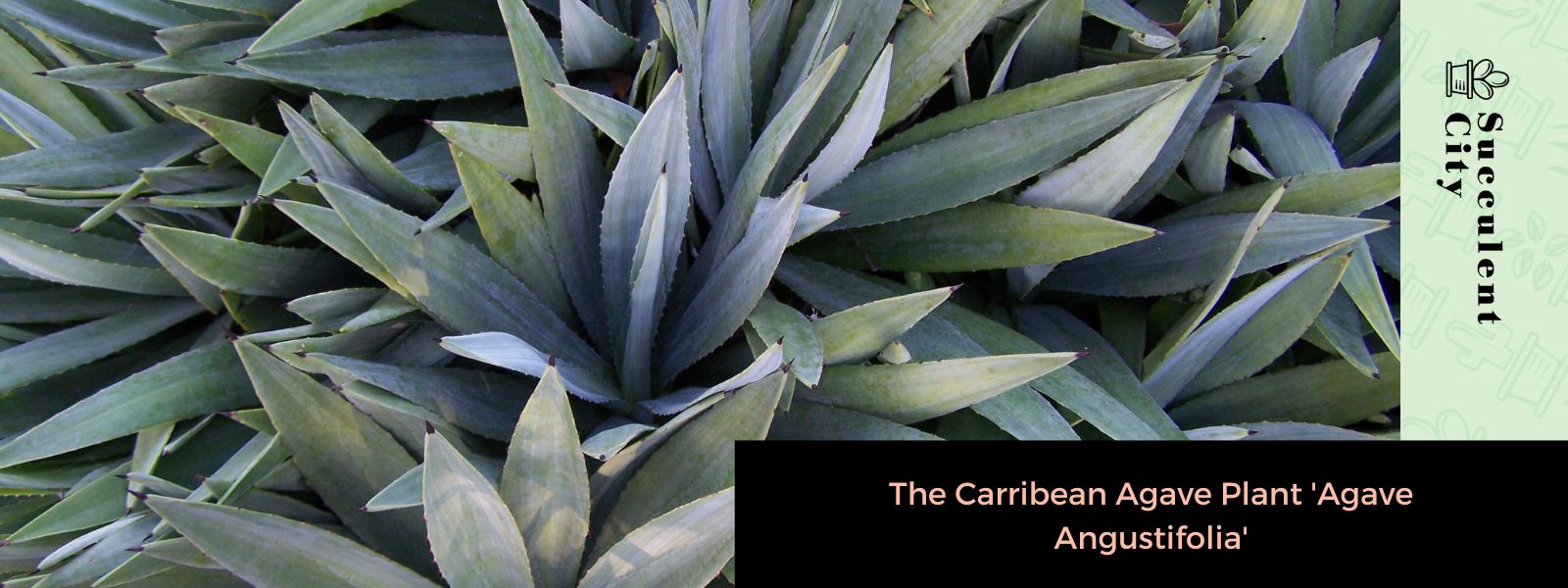 La planta de agave caribeño 'Agave Angustifolia'