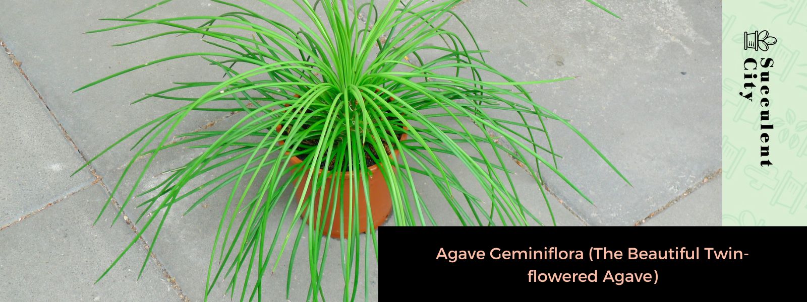 Agave Geminiflora (El hermoso agave de flores gemelas)
