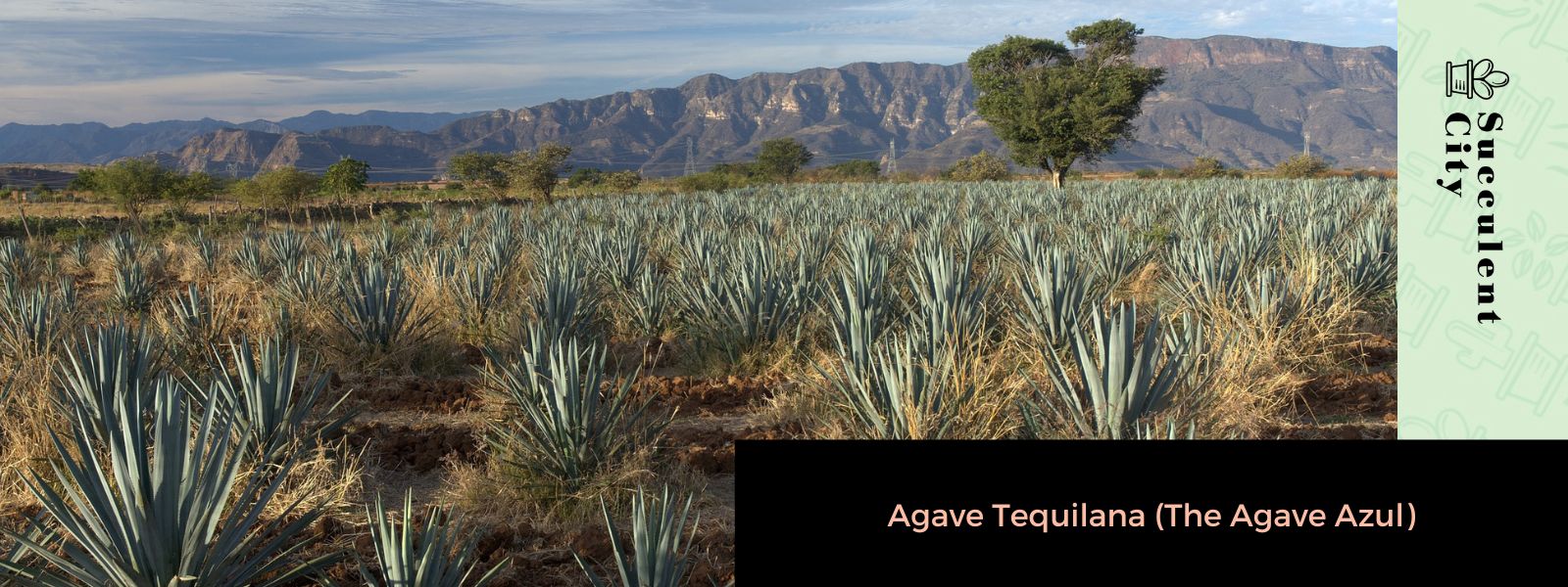 Agave Tequilana (El Agave Azul)