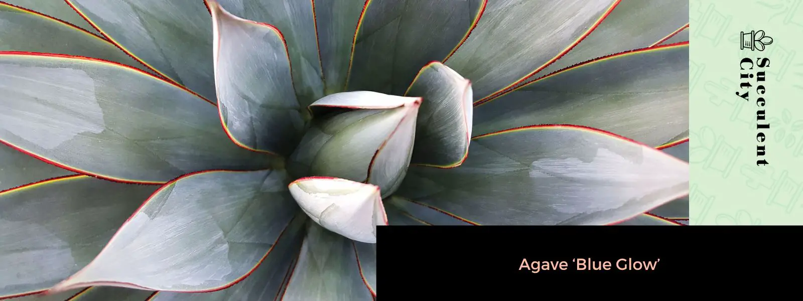 Agave 'Resplandor Azul'