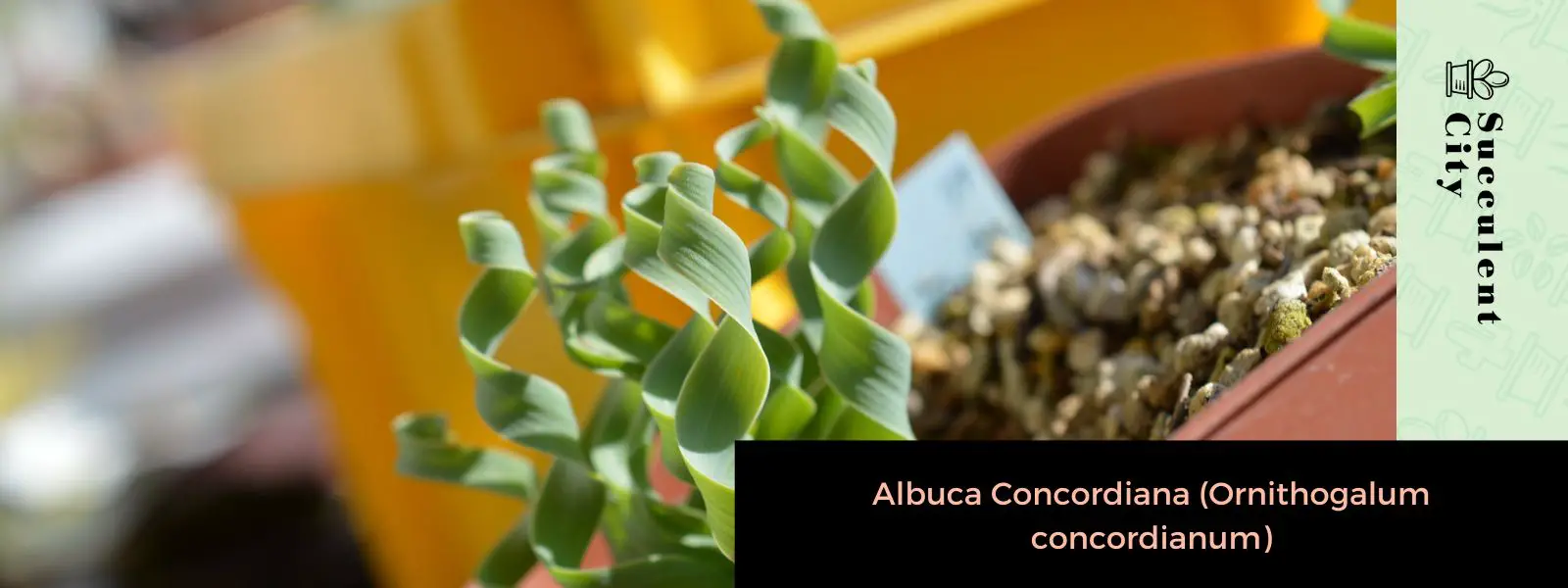 Albuca concordiana (Ornithogalum concordianum) Albuca concordiana (Ornithogalum concordianum)