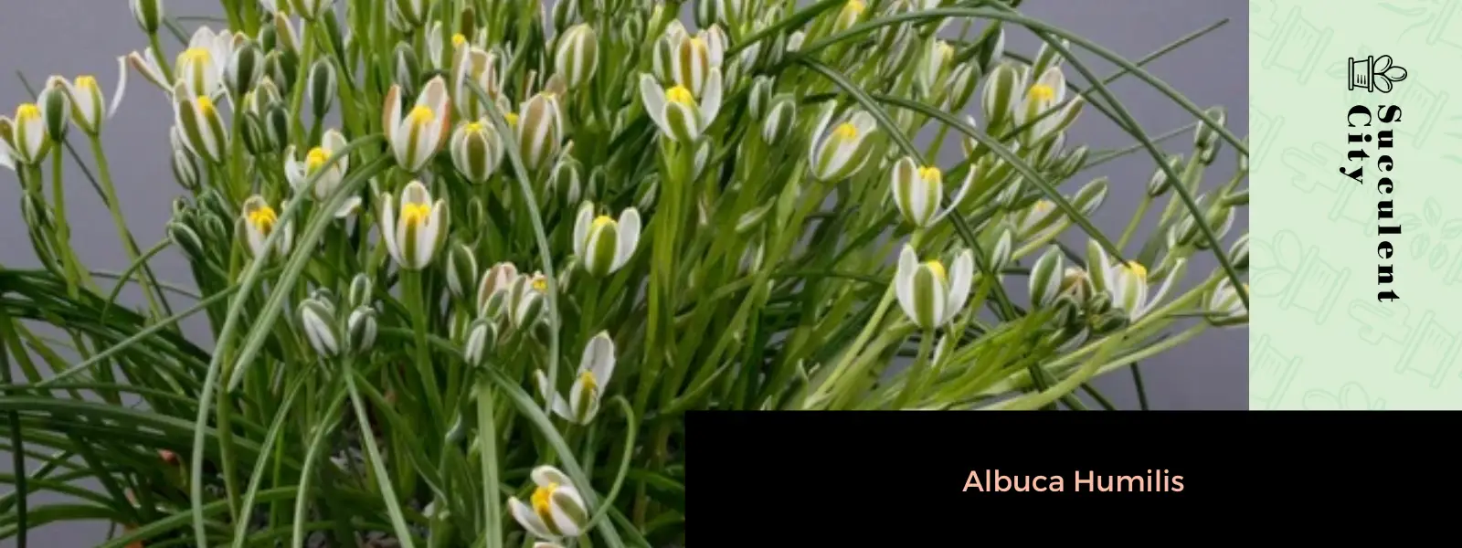 Albuca Humilis Albuca Humilis
