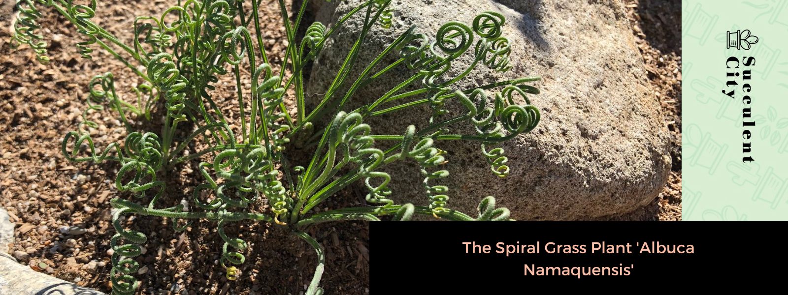 La hierba espiral “Albuca Namaquensis”