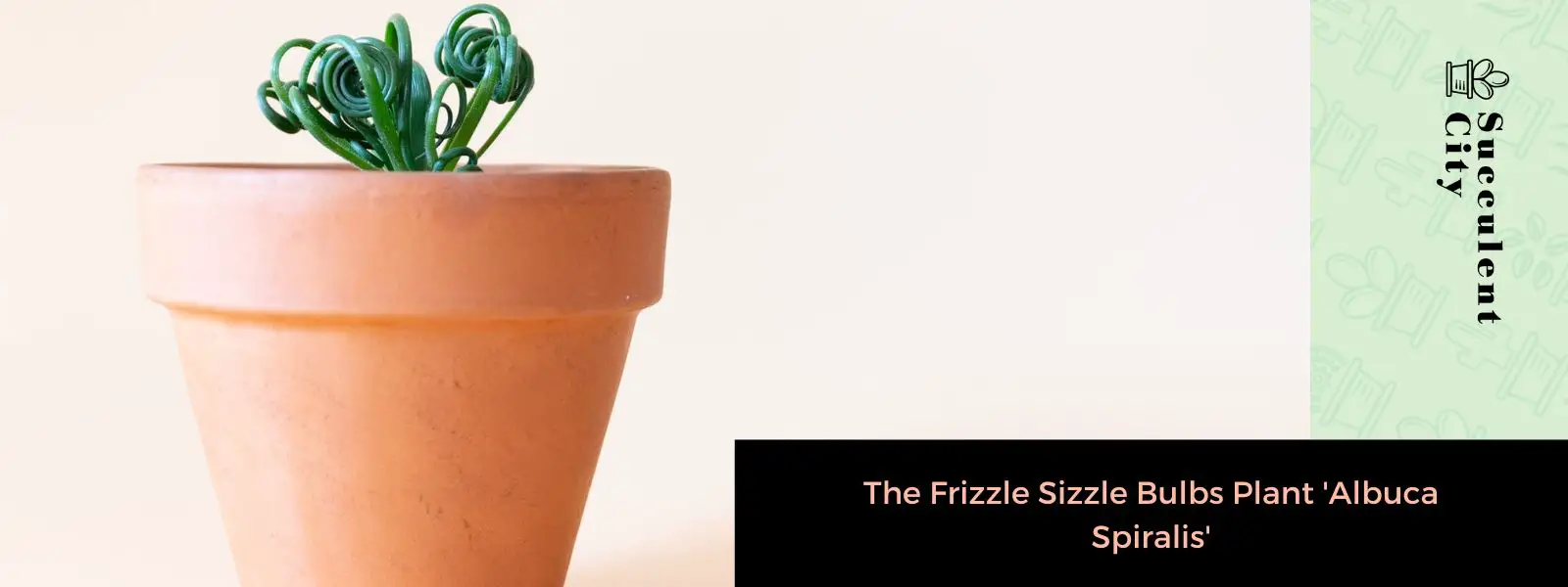 La planta Frizzle Sizzle 'Albuca Spiralis'