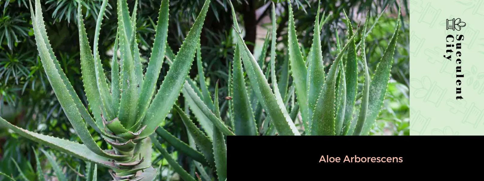 La planta de la antorcha 'Aloe Arborescens'