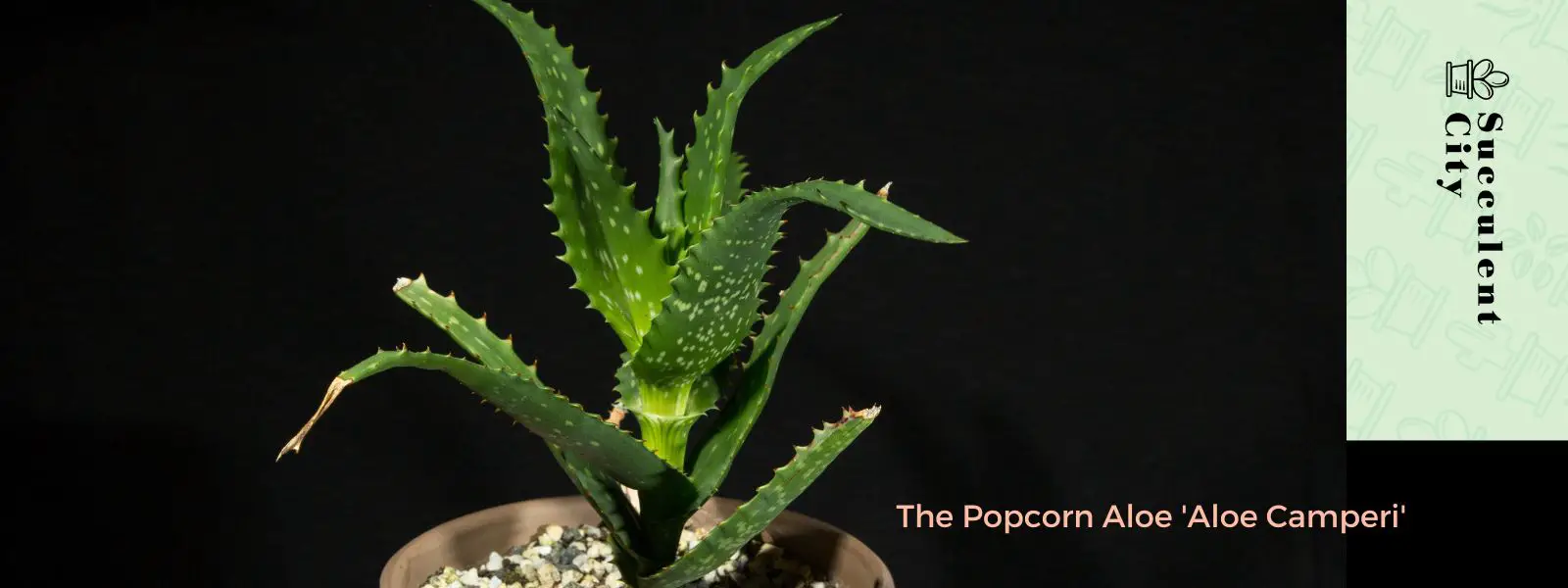 Las palomitas de aloe 'Aloe Camperi'