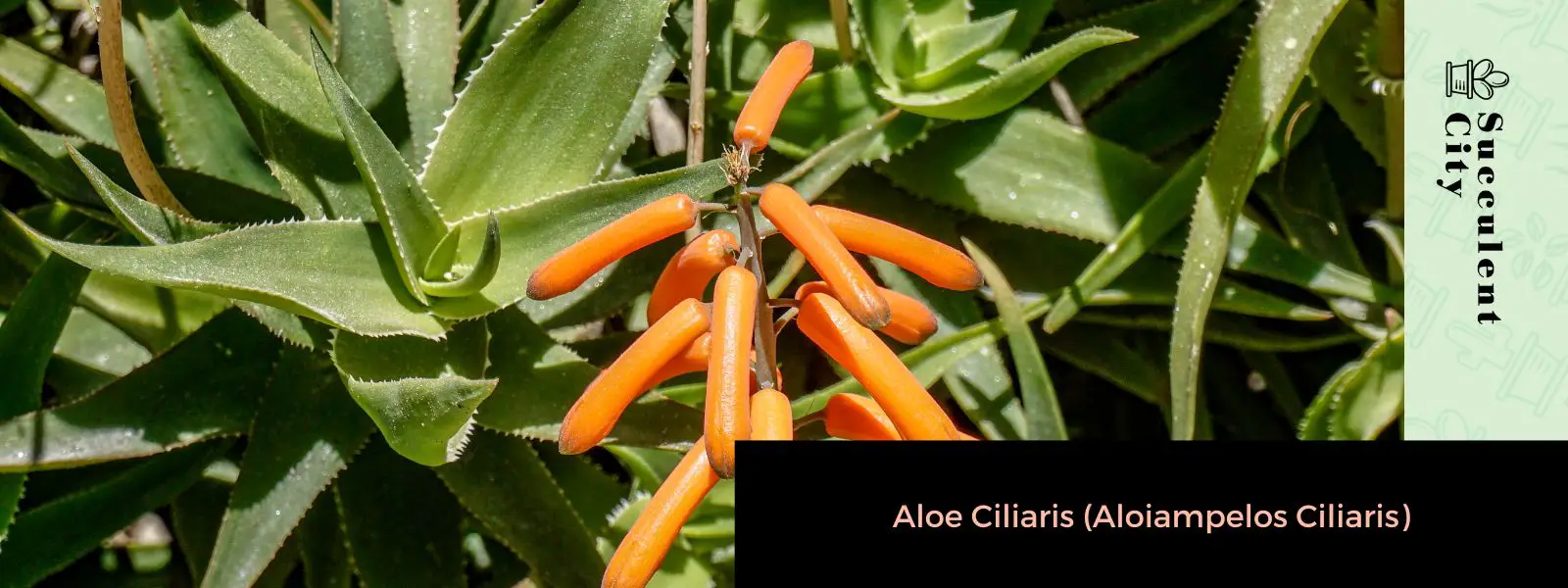 Aloe ciliaris (Aloiampelos ciliaris)