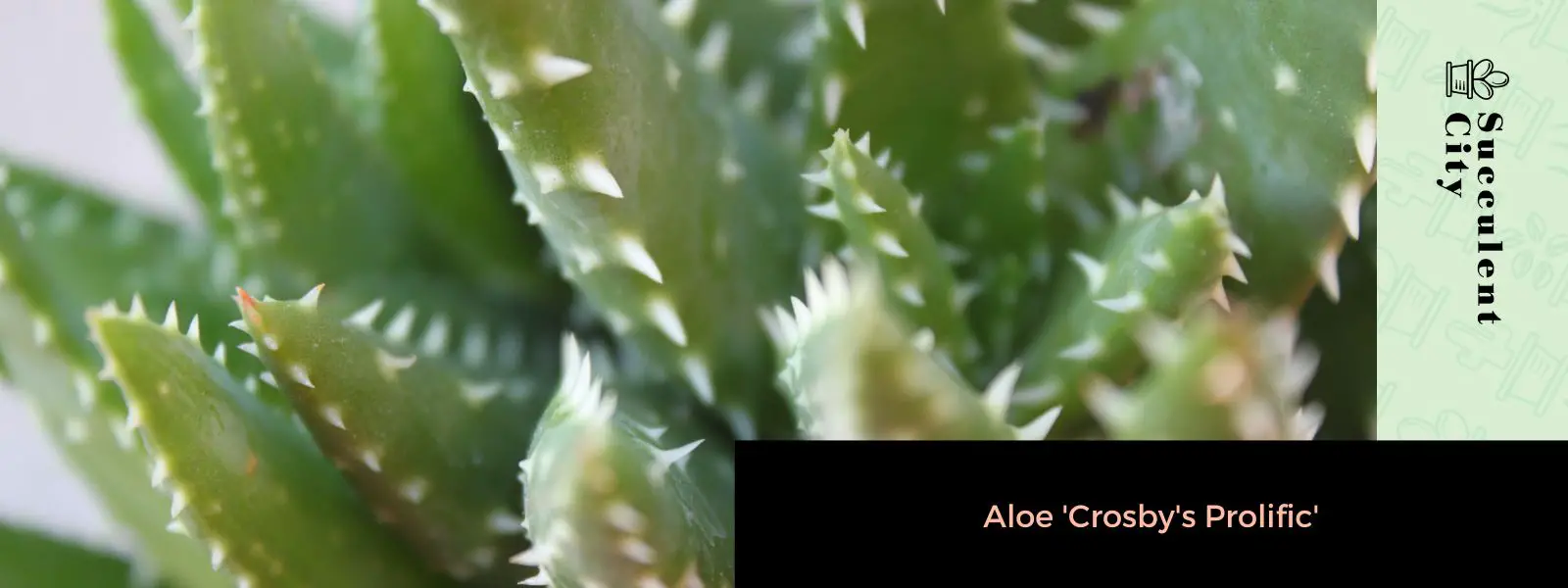 Aloe 'Crosby's prolífico' Aloe 'Crosby's prolífico'