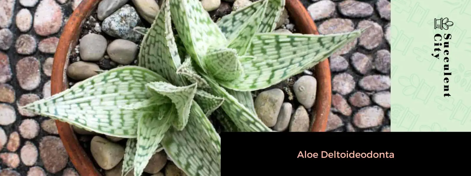 Aloe deltoideodonta