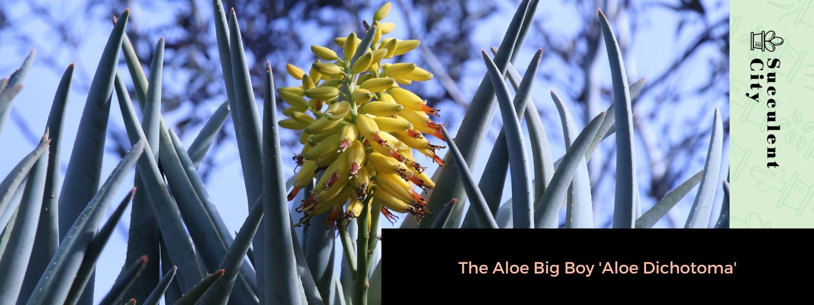 El gran chico del aloe 'Aloe dichotoma'