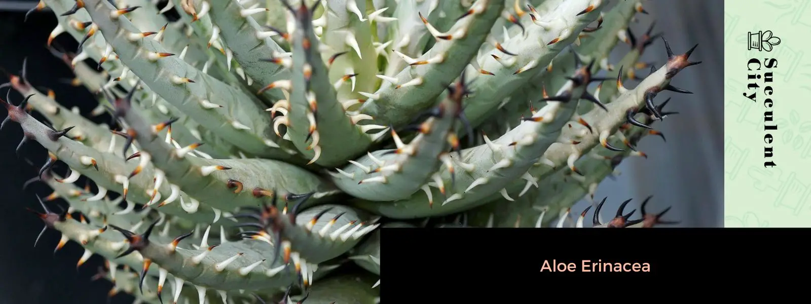 Aloe Erinacea – La Suculenta “Goree”: Una belleza única y resistente Aloe Erinacea – La Suculenta “Goree”: Una belleza única y resistente