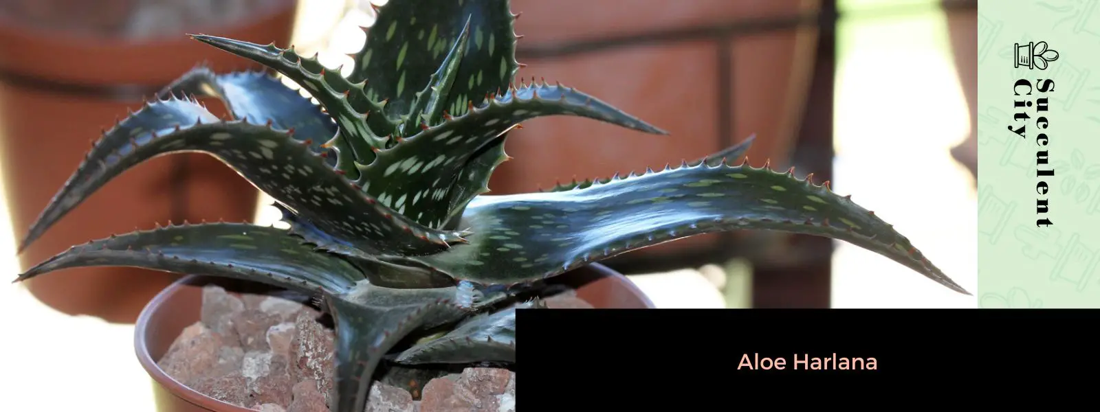 El mosaico de aloe 'Aloe Harlana' El mosaico de aloe 'Aloe Harlana'