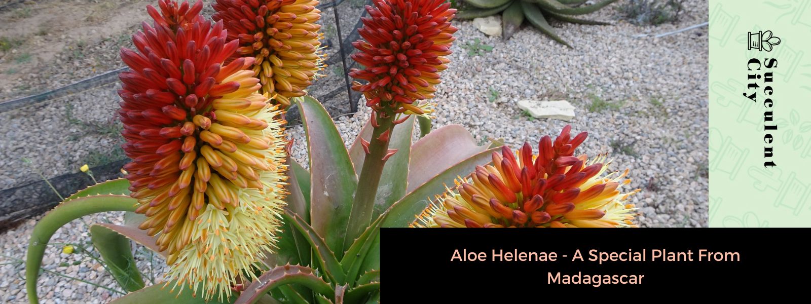 Aloe Helenae – Una planta especial de Madagascar