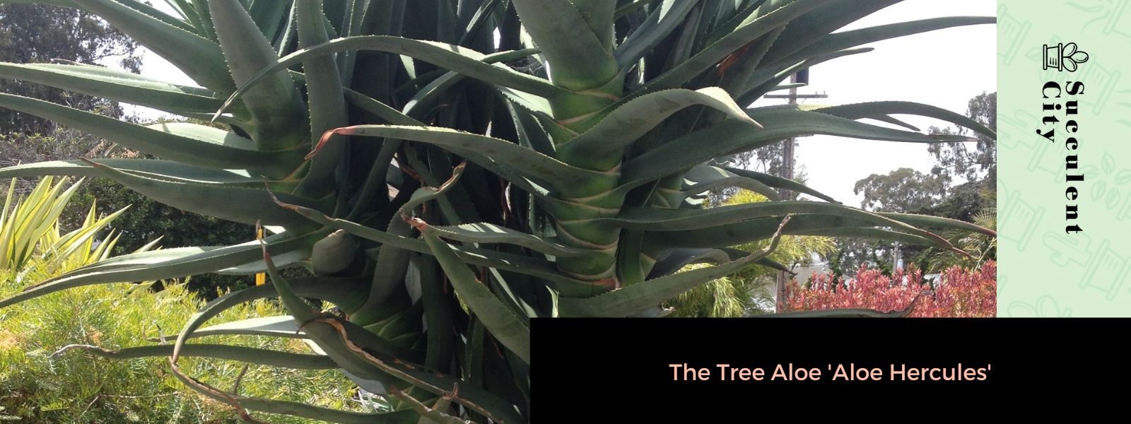 El árbol de aloe 'Aloe Hércules'