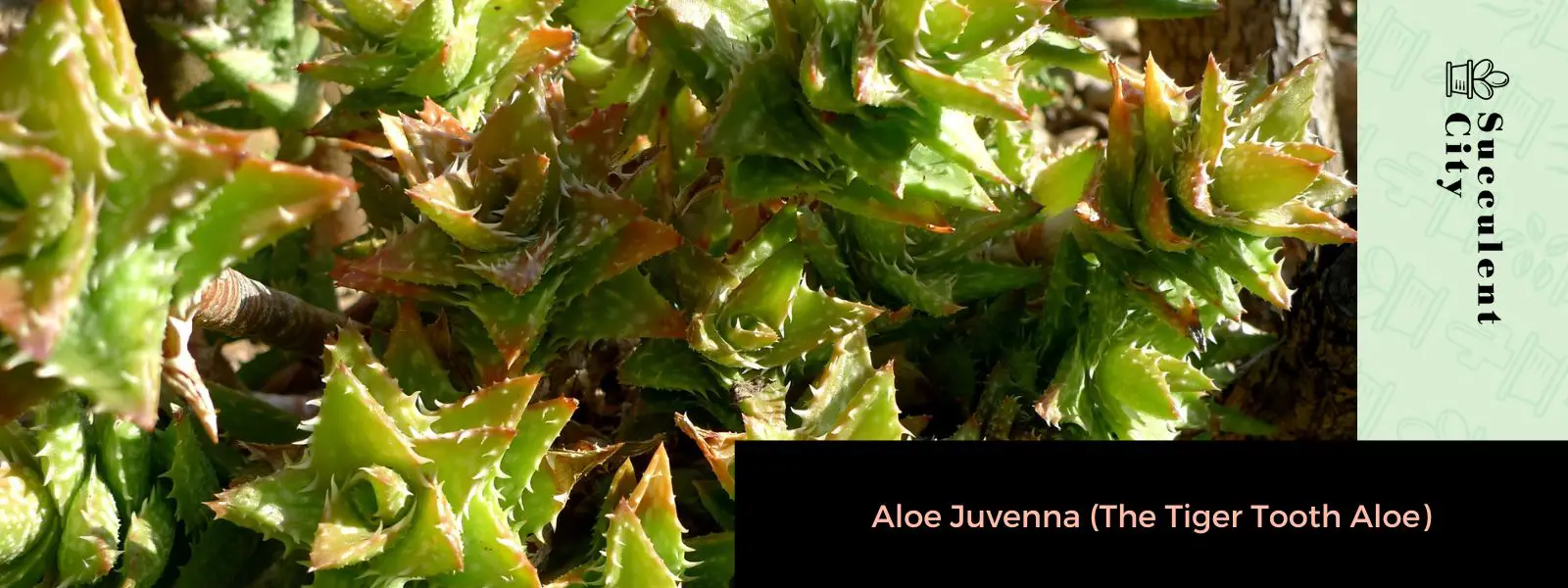 Aloe Juvenna (El aloe diente de tigre) Aloe Juvenna (El aloe diente de tigre)