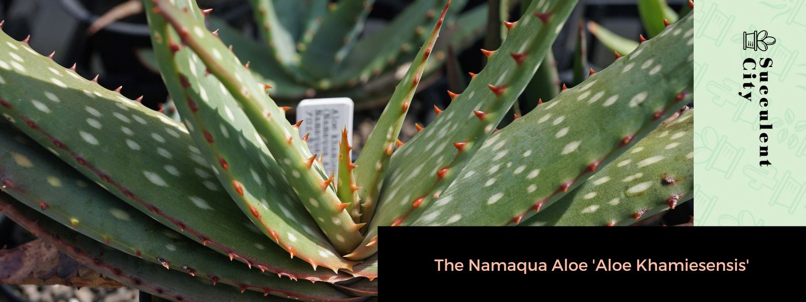 El aloe Namaqua 'Aloe Khamiesensis'