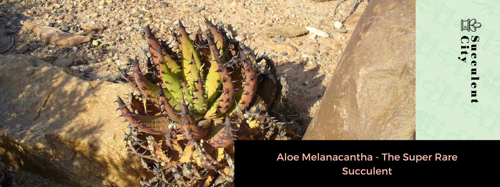 Aloe Melanacantha: la suculenta súper rara Aloe Melanacantha: la suculenta súper rara