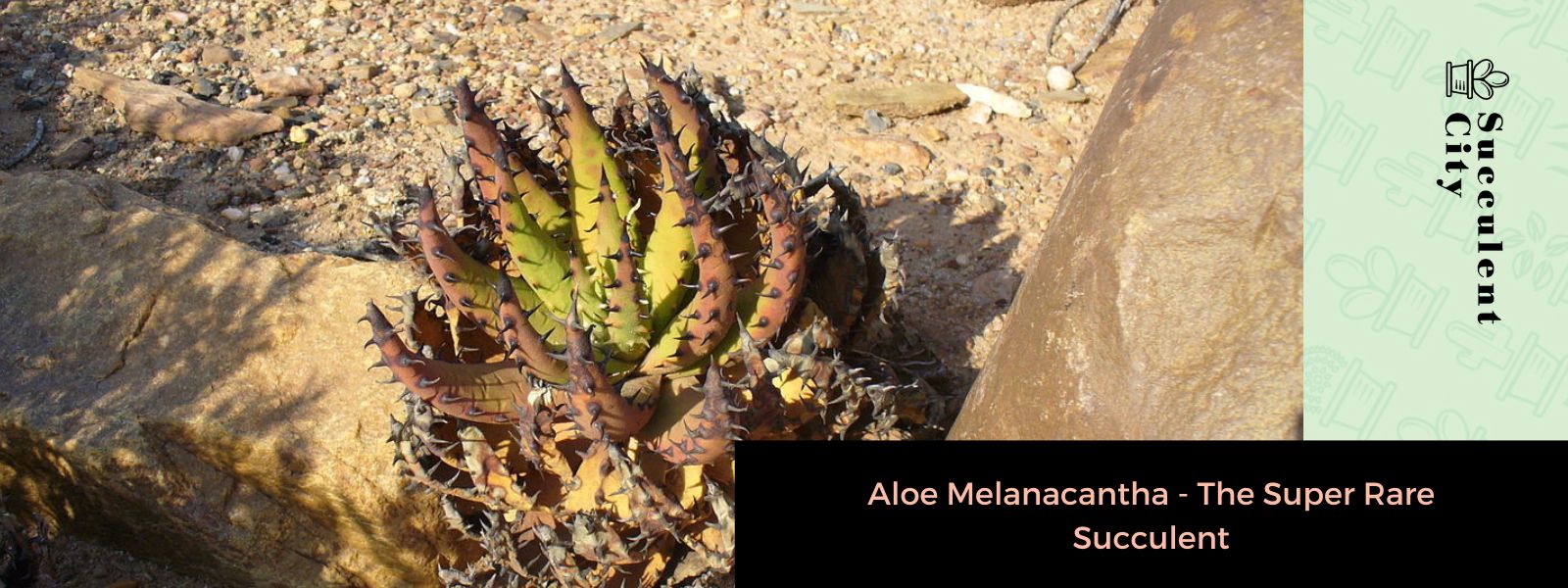 Aloe Melanacantha: la suculenta súper rara
