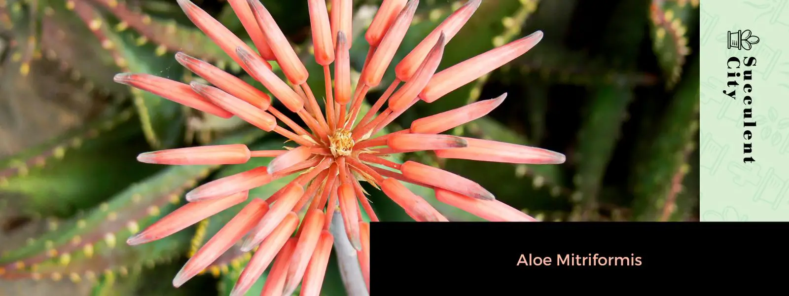 Aloe mitriforme