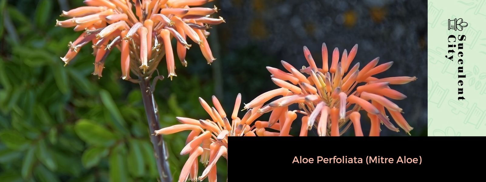 Aloe Perfoliata (Mitre Aloe)