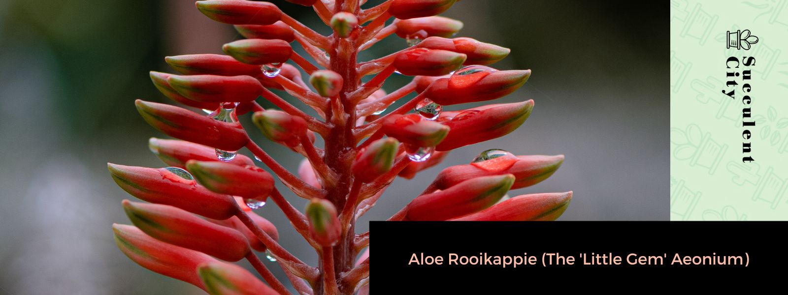 Aloe Rooikappie (La “pequeña joya” Aeonium)