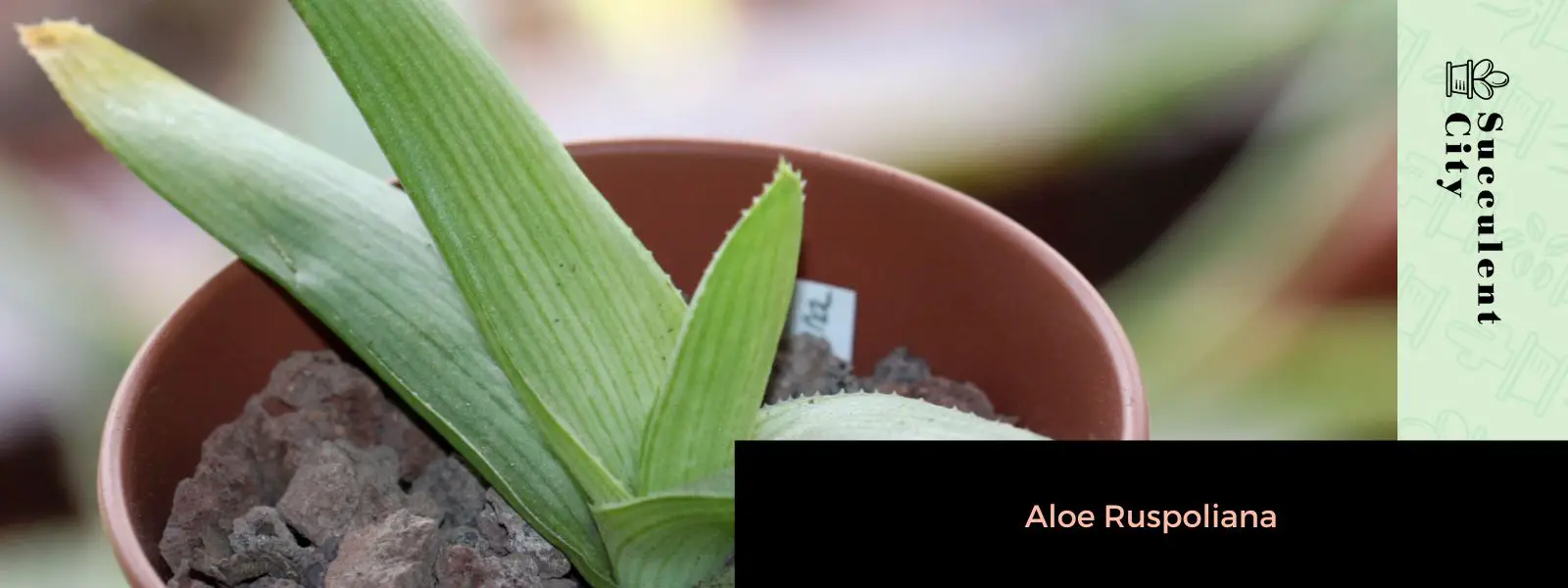 Aloe ruspoliana Aloe ruspoliana
