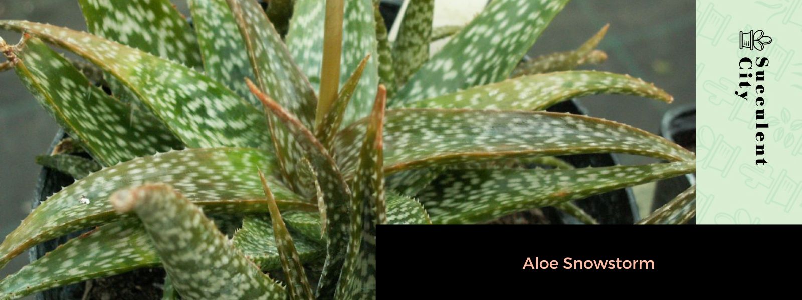 La rara planta de aloe “Aloe Snowstorm”