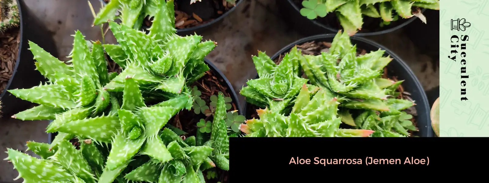 Aloe Squarrosa (Aloe de Yemen) Aloe Squarrosa (Aloe de Yemen)