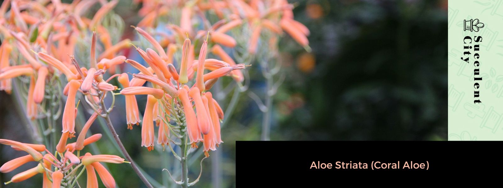 Aloe Striata (Aloe coralino)