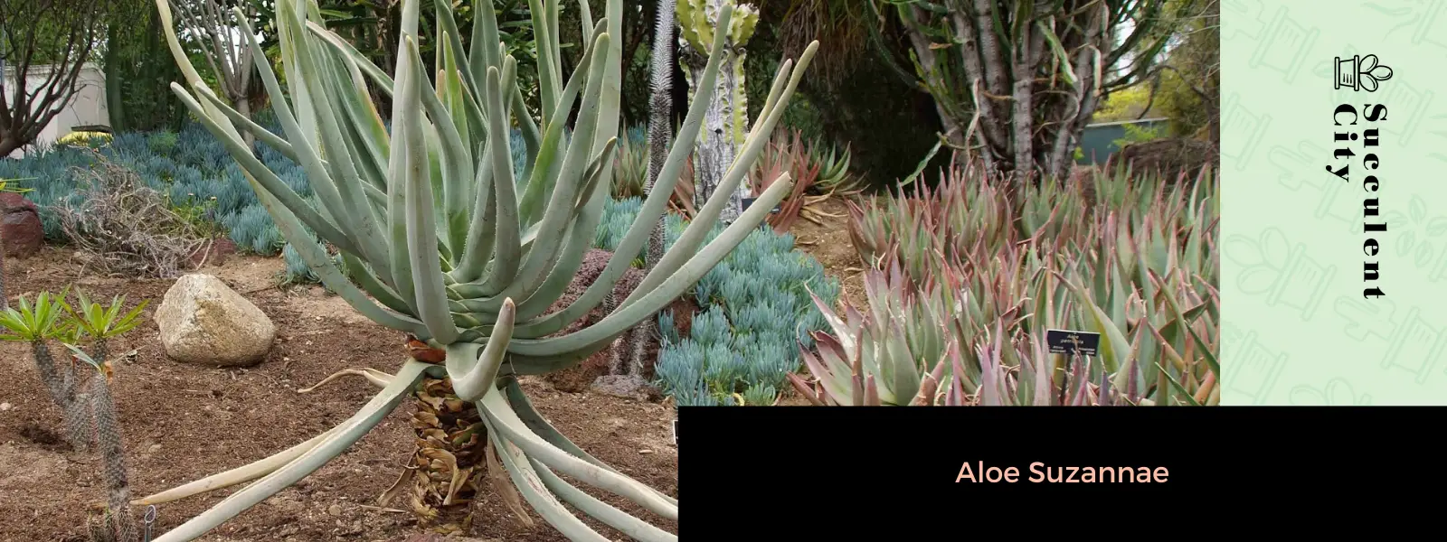 Aloe Suzannae – El árbol de aloe malgache