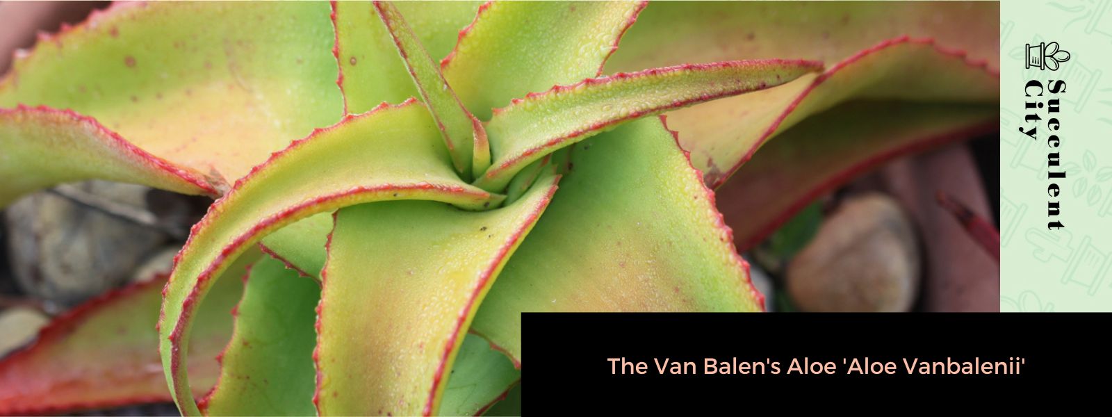 El aloe de Van Balen 'Aloe Vanbalenii'