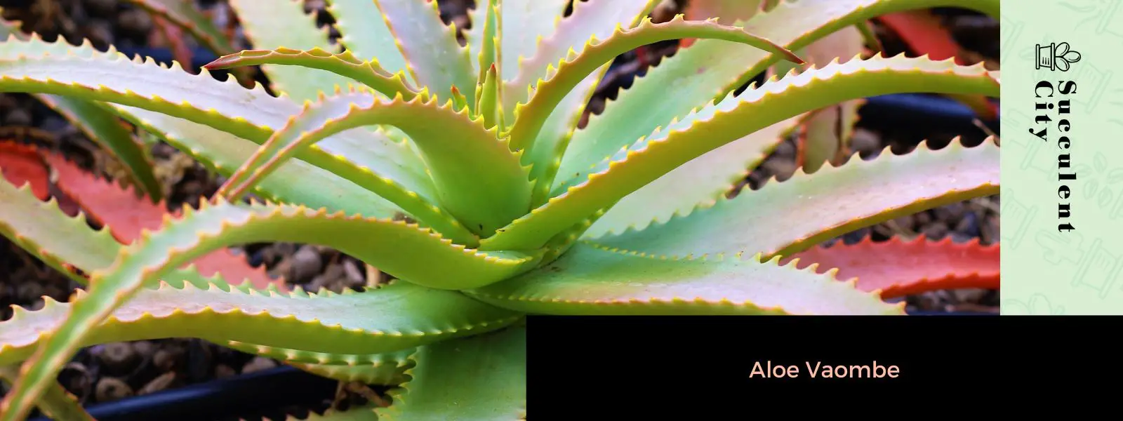 Aloe Vaombé Aloe Vaombé