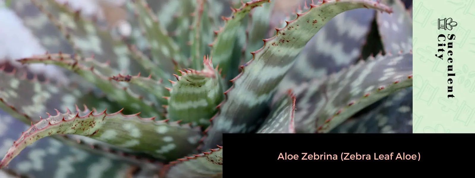 Aloe Zebrina (sábila de hoja de cebra) Aloe Zebrina (sábila de hoja de cebra)