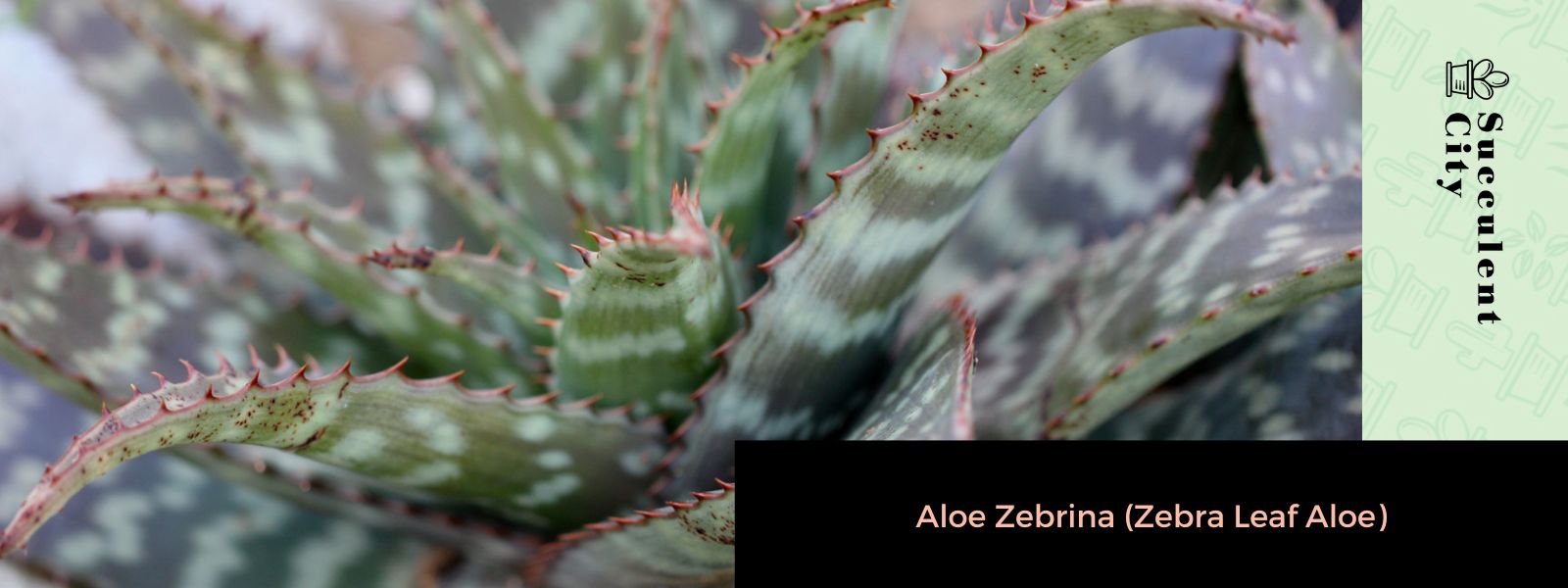 Aloe Zebrina (sábila de hoja de cebra)