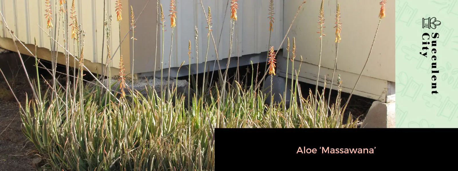 Áloe 'Massawana'
