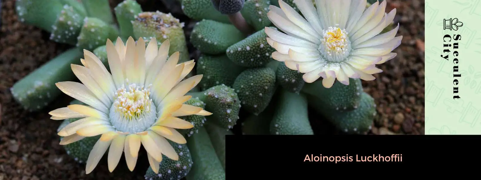 Aloinopsis Luckhoffii
