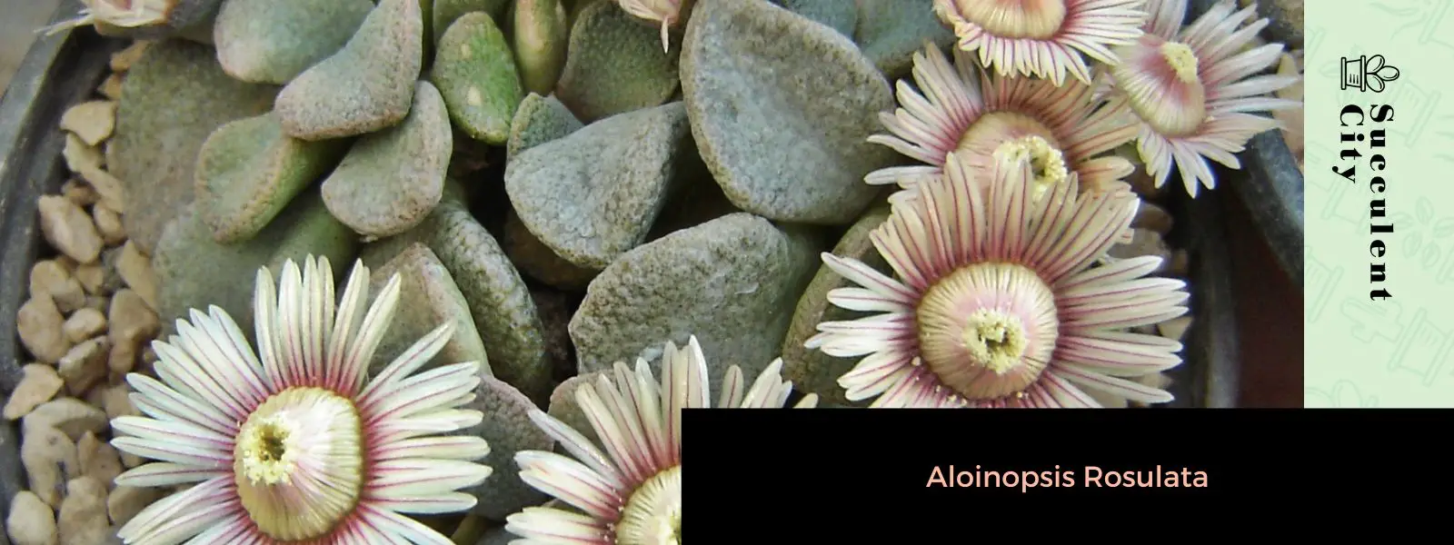Aloinopsis Rosulata (Acaulon Rosulatum) Aloinopsis Rosulata (Acaulon Rosulatum)