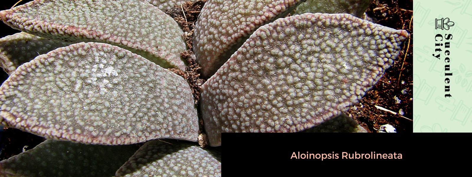 Aloinopsis Rubrolineata