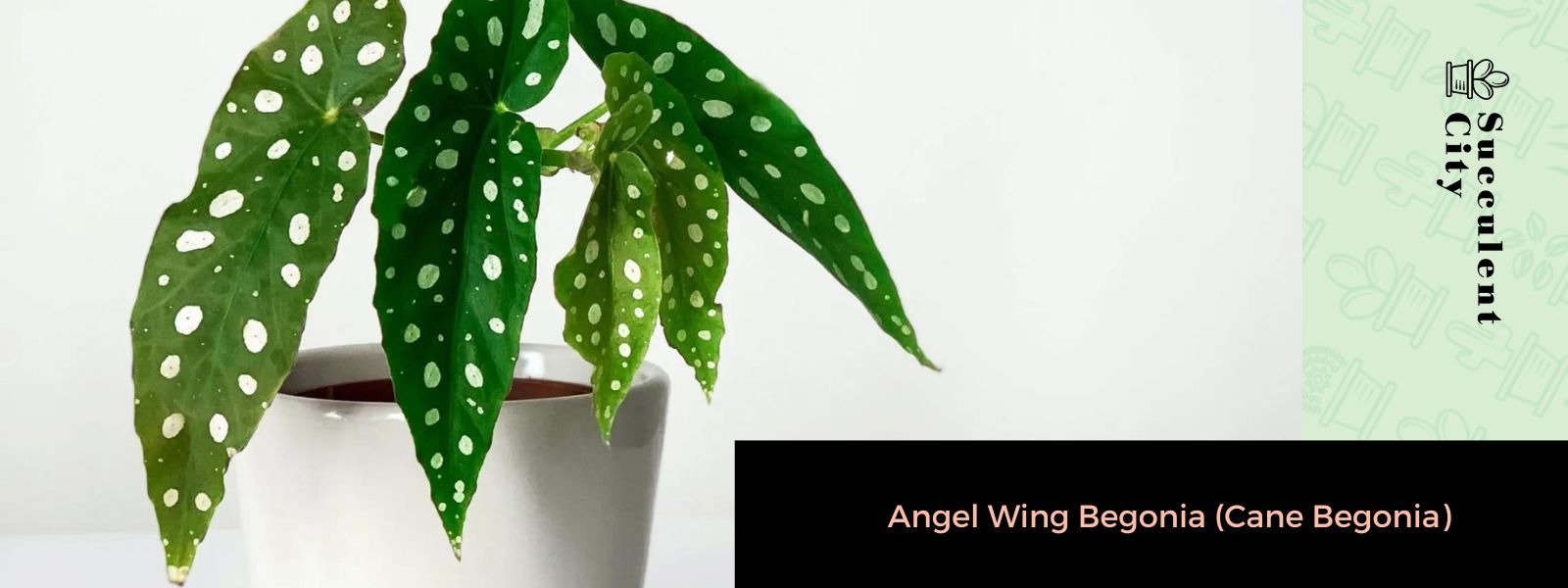 Begonia de ala de ángel (begonia de azúcar)