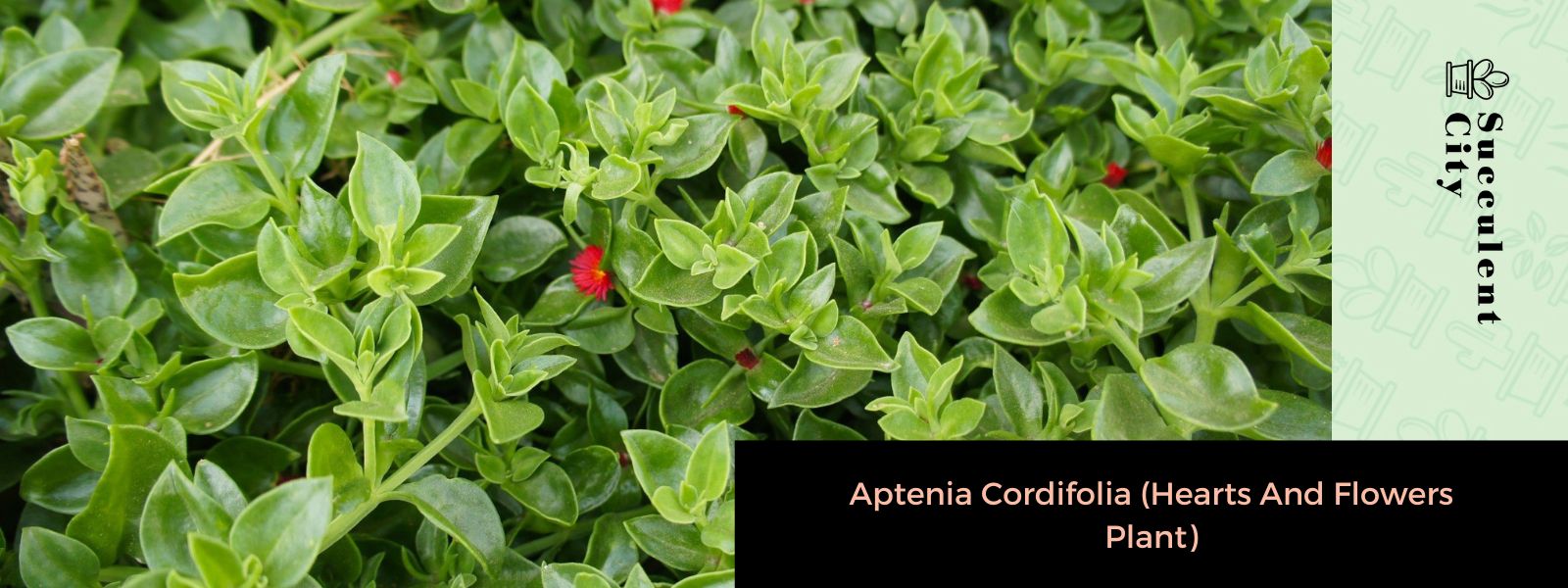 Aptenia Cordifolia (La Planta “Corazones y Flores”)