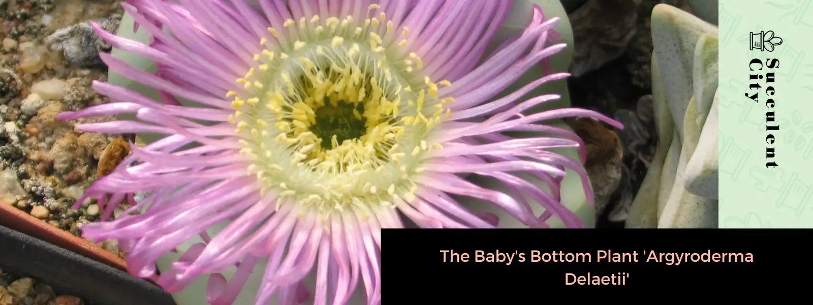 La planta de culito 'Argyroderma Delaetii' (sin. Argyroderma Aureum) La planta de culito 'Argyroderma Delaetii' (sin. Argyroderma Aureum)