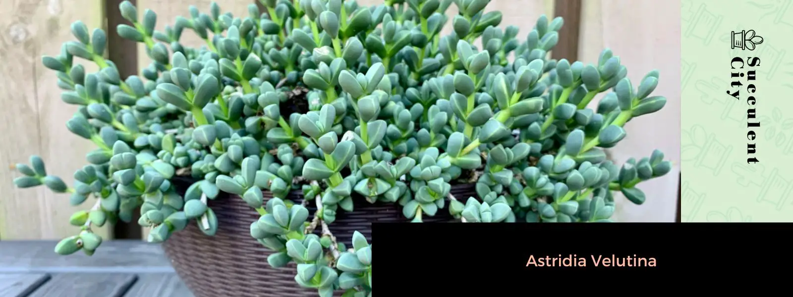 Astridia Velutina Astridia Velutina