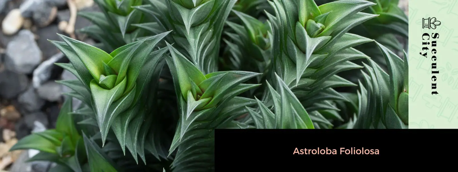 Astroloba Foliolosa Astroloba Foliolosa